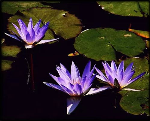 蓝莲花寓意纯洁，象征美好