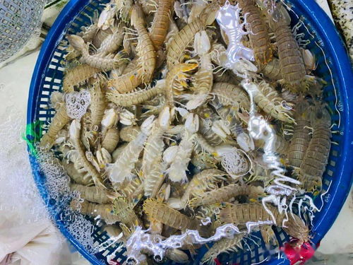 舟山大黄鱼，一种生活在东海的优质海产