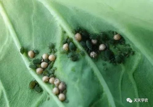 蚜虫防治，是呋虫胺还是多菌灵更有效？