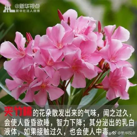 悲剧发生：误配浓度， 黄瓜受损