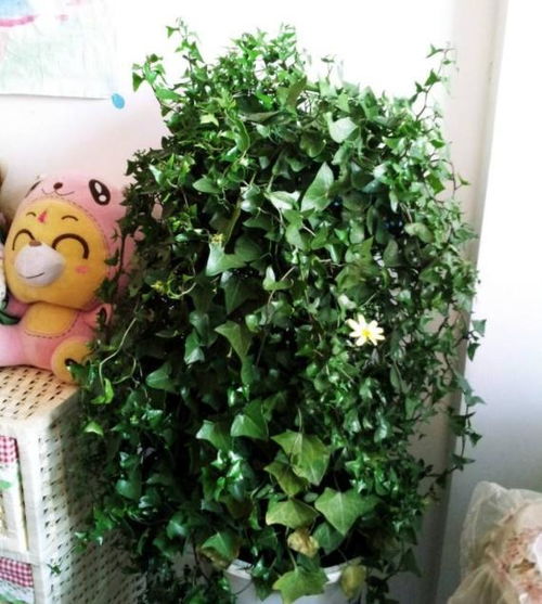 那些树儿：湖边的守护者