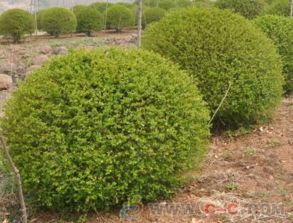 金叶女贞冬天会落叶吗？