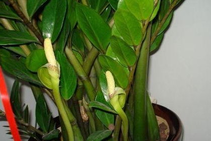 金钱树开花的那些事儿