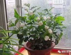 茉莉春天是否需要全部剪枝，这是一个关于园艺修剪的问题