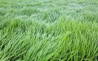 水稻病害防治的Zui佳时间