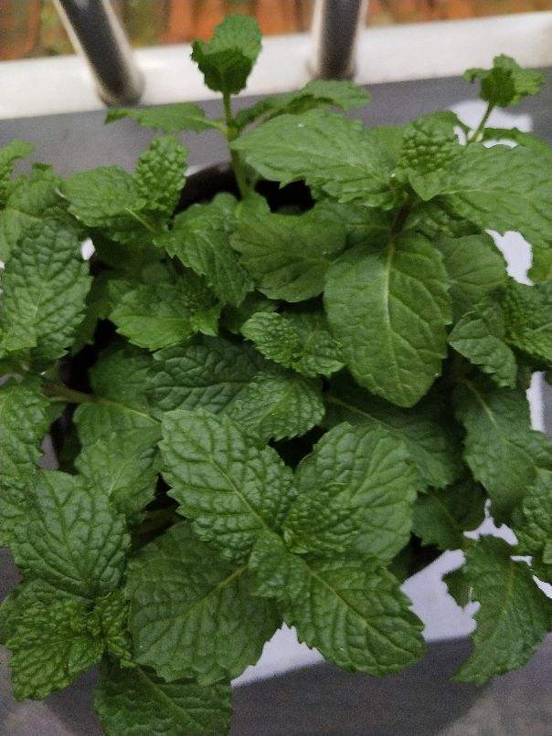 液体肥料， 快速营养补给