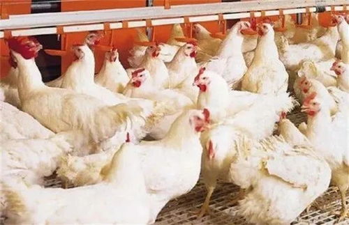肉鸡进食量低原因及对策解析