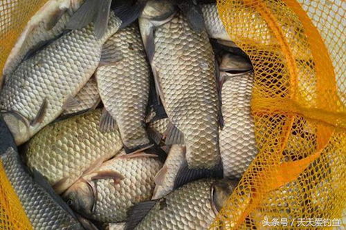 钓黄骨鱼必用！揭秘高效打窝技巧，助你一网捕获草鱼