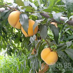 种植什么桃树苗品种好？新手必看种植指南