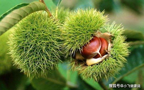 中医认为，每日食用十颗栗子