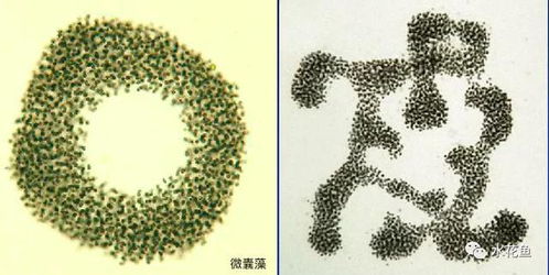 条纹十二卷为何不长？生长环境是关键