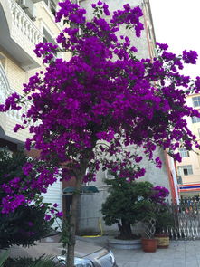 醉鱼草：花柱耸立， 蝴蝶蜜蜂都爱来