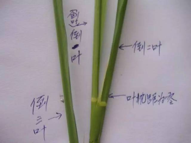 水稻破口前5-7天