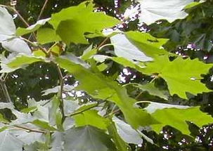 梧桐叶的四季变换