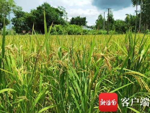 油茶籽高产秘诀：揭秘常年亩产惊人记录！
