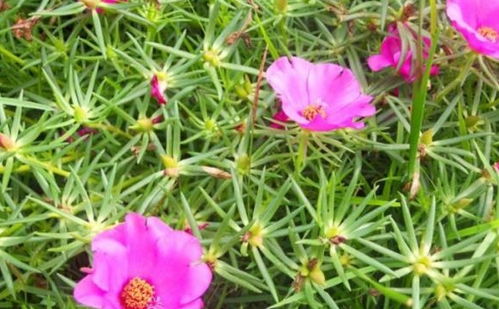 1. 金光菊：夏日阳光下的璀璨明珠