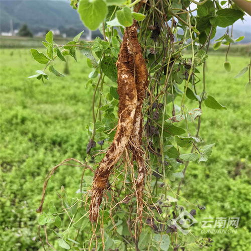 党参种植的技巧：一场实践的智慧
