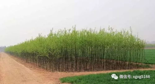 衰弱老化苗木的成因