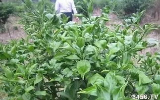 草甘膦，土地的守护者还是破坏者？