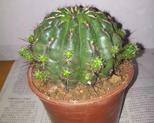仙人掌冬天浇水频率和水量如何控制