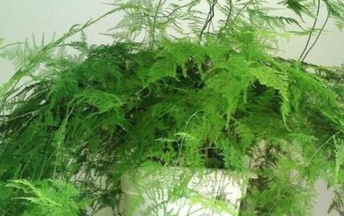 冬天的冷风呼呼吹，竹子会不会冻成冰棍呢？