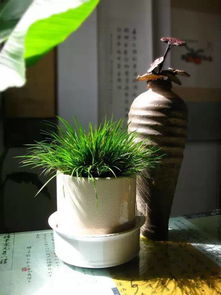 初秋的养护技巧