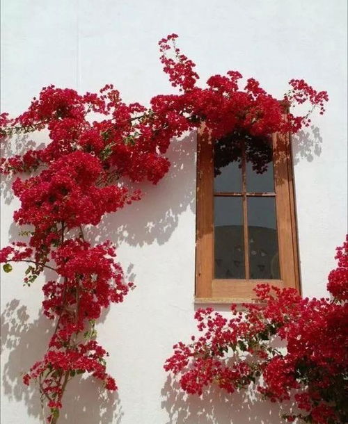 冬青：耐寒耐旱， 固沙防风