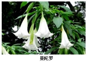 滴水观音，晶莹剔透