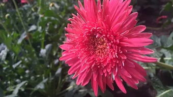 网购红色草本种子不发芽怎么办