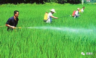 水稻常见病虫害及防治：一、 主要病害