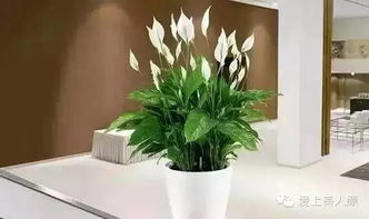 香龙血树，热带观叶植物