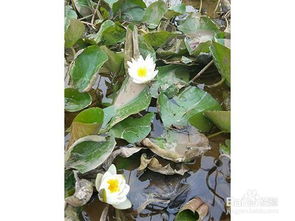 步骤三：护理睡莲， 就像照顾孩子