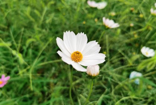 波斯菊黄叶？五招根治，养花无忧！