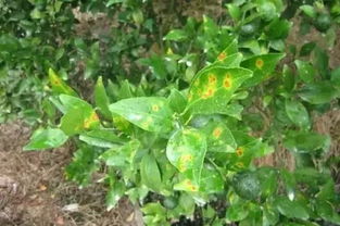 减少伤害：农民的对策