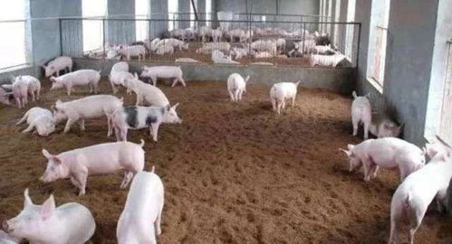 高效养殖，缩短生长周期