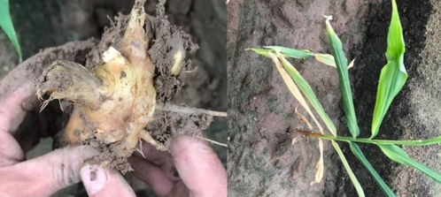 生姜姜瘟病的症状与防治方法详解