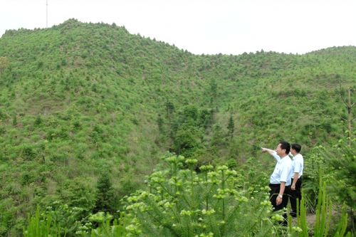 树木补种标准，你知道多少？