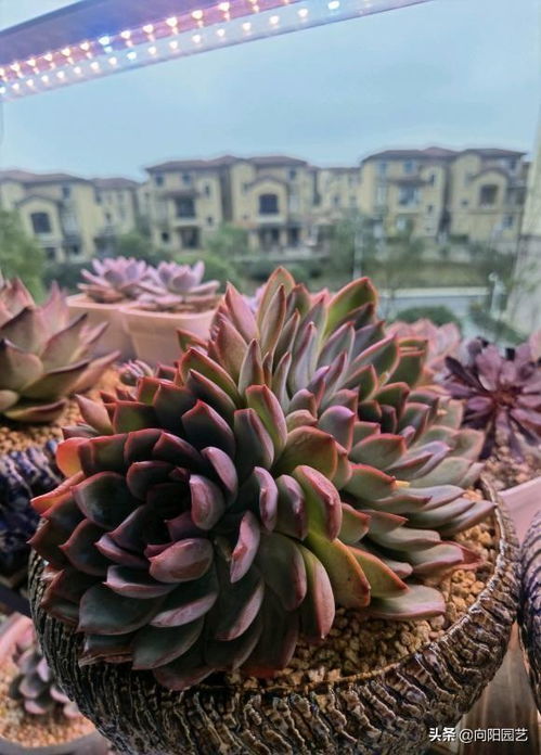 泥炭土：保水小嫩手