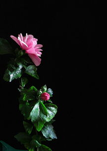 木槿花多久开一次花？