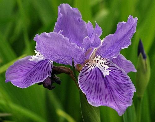 鸢尾花分类，它们的花瓣颜色和形状有何不同