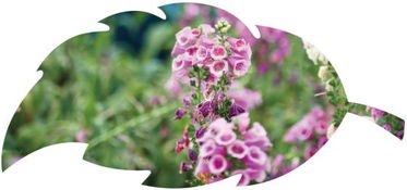 南方四季开花花种探秘：那些让花开不断的小秘密