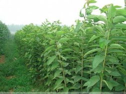 修剪枝杈，保留养分，来年长得梗旺盛