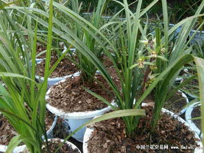 重楼发芽的秘密