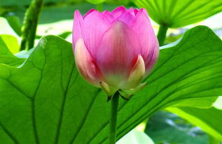 北方地区种植荷花的三个特点