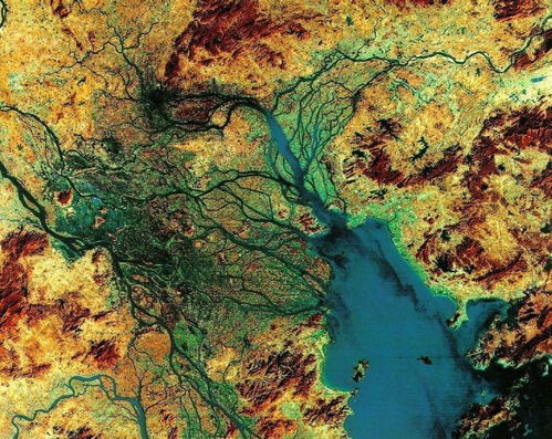 1. 异木棉（美人树）