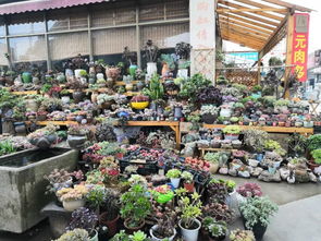 一、 三圣乡花卉市场：花的海洋，你的天堂
