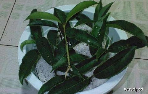 如何正确插植家庭桂花树，从准备土壤到最后养护