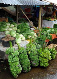 不同季节适宜种植的蔬菜汇总