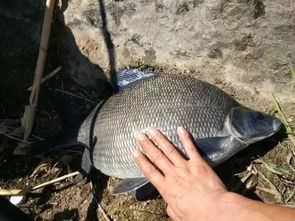 鳊鱼在自然环境中能否像视频中展示的那样自然繁殖后代？