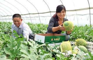 大棚种植西瓜8424，如何根据产量管理要点提高产量